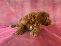 Male Bichon Poodle 2336 , a male Bichpoo for sale in Joice, IA – 3 of 8