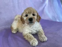 Male Bichon Poo 2306 , a male Cockapoo for sale in Joice, IA – 7 of 10