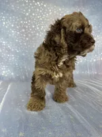 Male cockapoo 2315, a male Cockapoo for sale in Joice, IA – 5 of 10
