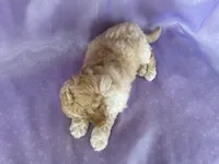 Male Bichon Poo 2306 , a male Cockapoo for sale in Joice, IA – 6 of 10