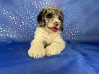 Female Cockapoo 2314, a female Cockapoo for sale in Joice, IA – 7 of 10