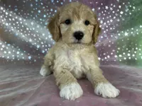 Male poodle 2383, a male Poodle - Miniature  for sale in Joice, IA – 3 of 9