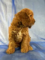 Male Cockapoo 2299 , a male Cockapoo for sale in Joice, IA – 2 of 7