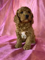 Female cockapoo 2393, a female Cockapoo for sale in Joice, IA – 4 of 9