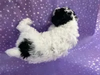 Male Schnoodle 2296, a male Schnoodle for sale in Joice, IA – 3 of 7