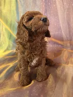 Female Mini Goldendoodle 2295, a female Miniature Goldendoodle for sale in Joice, IA – 6 of 6
