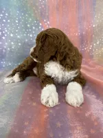 Male Bichon Poo 2324, a male Bichpoo for sale in Joice, IA – 3 of 10