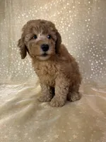 Male Mini Goldendoodle 2300, a male Miniature Goldendoodle for sale in Joice, IA – 9 of 10