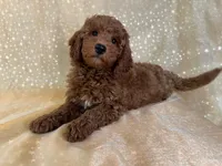 Male mini Goldendoodle 2301 , a male Miniature Goldendoodle for sale in Joice, IA – 4 of 4