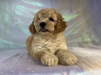 Female mini Goldendoodle 2317 , a female Miniature Goldendoodle for sale in Joice, IA – 9 of 10