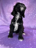 Female Schnoodle 2297, a female Schnoodle for sale in Joice, IA – 5 of 8