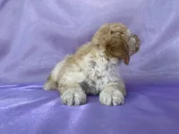 Male Bichon Poo 2306 , a male Cockapoo for sale in Joice, IA – 10 of 10