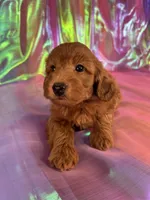 Female Mini Goldendoodle 2343, a female Miniature Goldendoodle for sale in Joice, IA – 4 of 9
