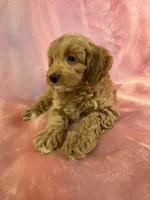 Female Cockapoo 2261 , a female Cockapoo for sale in Joice, IA – Photo 4 of 5