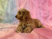 Female Cockapoo 2261 , a female Cockapoo for sale in Joice, IA – Photo 2 of 5