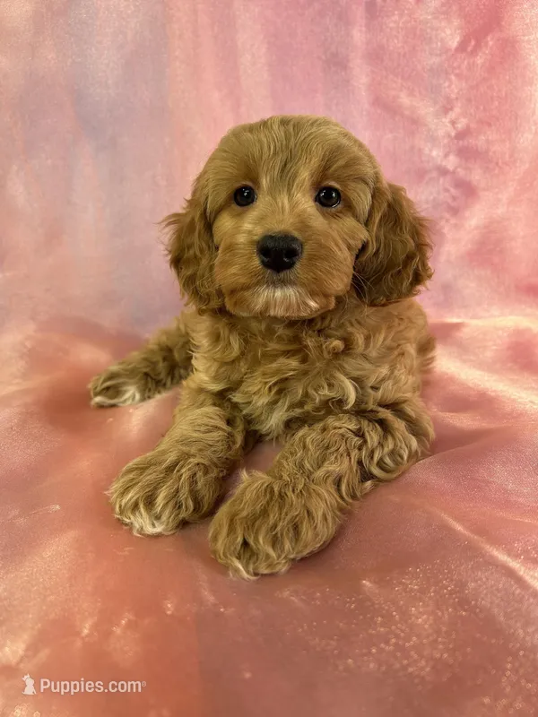 Female Cockapoo 2261 , a female Cockapoo for sale in Joice, IA – Photo 1 of 5
