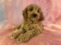 Female Cockapoo 2261 , a female Cockapoo for sale in Joice, IA – Photo 3 of 5
