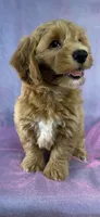 Female Bichon poo 2356, a female Bichpoo for sale in Joice, IA – 8 of 10