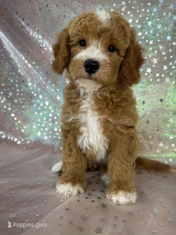 Male Bichon Poodle 2339 – Bichpoo puppy for sale in Joice, IA