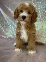 Male Bichon Poodle 2339, a male Bichpoo for sale in Joice, IA – 1 of 10