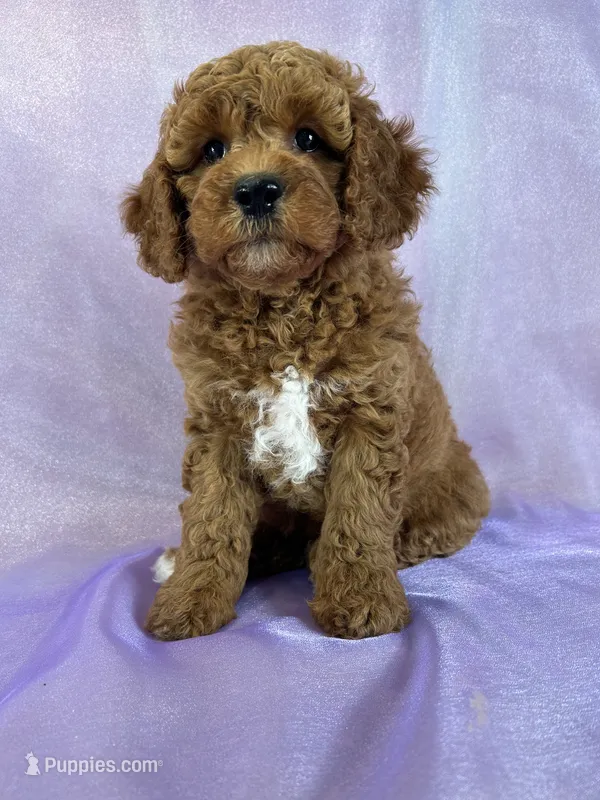 Female Cockapoo 2307 – Cockapoo puppy for sale in Joice, IA