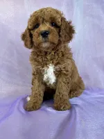 Female Cockapoo 2307, a female Cockapoo for sale in Joice, IA – 1 of 8
