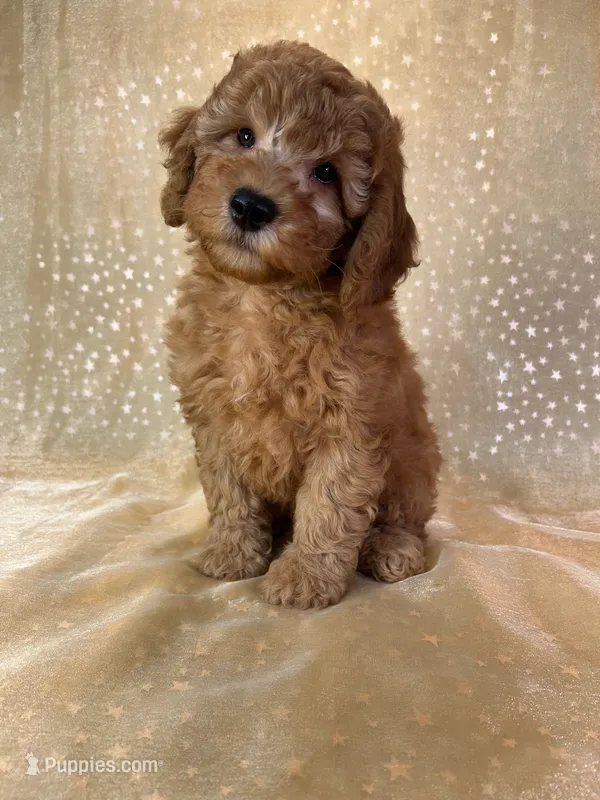 Male Mini Goldendoodle 2300, a male Miniature Goldendoodle for sale in Joice, IA – 1 of 10