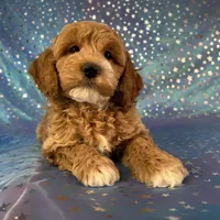 Male Cockapoo 2257, a male Cockapoo for sale in Joice, IA – Photo 7 of 9