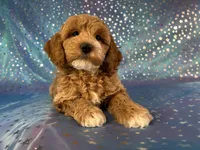 Male Cockapoo 2257, a male Cockapoo for sale in Joice, IA – Photo 7 of 9