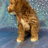 Male Cockapoo 2257, a male Cockapoo for sale in Joice, IA – Photo 9 of 9