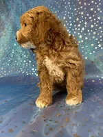 Male Cockapoo 2257, a male Cockapoo for sale in Joice, IA – Photo 9 of 9