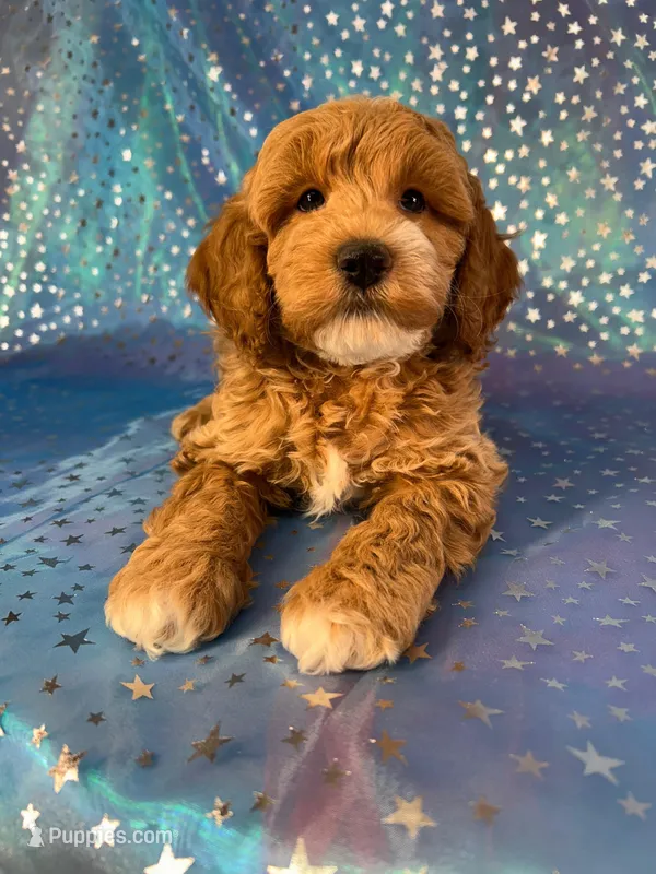 Male Cockapoo 2257, a male Cockapoo for sale in Joice, IA – Photo 1 of 9
