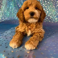 Male Cockapoo 2257, a male Cockapoo for sale in Joice, IA – Photo 1 of 9