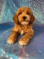 Male Cockapoo 2257, a male Cockapoo for sale in Joice, IA – Photo 1 of 9