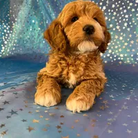 Male Cockapoo 2257, a male Cockapoo for sale in Joice, IA – Photo 4 of 9