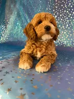 Male Cockapoo 2257, a male Cockapoo for sale in Joice, IA – Photo 4 of 9