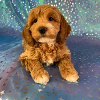 Male Cockapoo 2257, a male Cockapoo for sale in Joice, IA – Photo 5 of 9