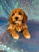 Male Cockapoo 2257, a male Cockapoo for sale in Joice, IA – Photo 5 of 9