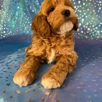 Male Cockapoo 2257, a male Cockapoo for sale in Joice, IA – Photo 6 of 9