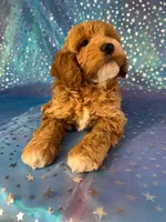 Male Cockapoo 2257, a male Cockapoo for sale in Joice, IA – Photo 6 of 9
