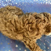 Male Cockapoo 2257, a male Cockapoo for sale in Joice, IA – Photo 8 of 9