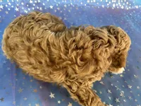 Male Cockapoo 2257, a male Cockapoo for sale in Joice, IA – Photo 8 of 9