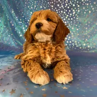 Male Cockapoo 2257, a male Cockapoo for sale in Joice, IA – Photo 3 of 9