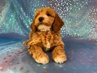 Male Cockapoo 2257, a male Cockapoo for sale in Joice, IA – Photo 3 of 9