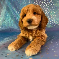 Male Cockapoo 2257, a male Cockapoo for sale in Joice, IA – Photo 2 of 9