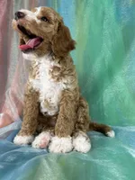 Male Bichon Poo 2333, a male Bichpoo for sale in Joice, IA – 2 of 10