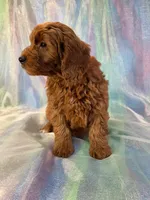 Male Mini goldendoodle 2277 , a male Miniature Goldendoodle for sale in Joice, IA – Photo 2 of 9