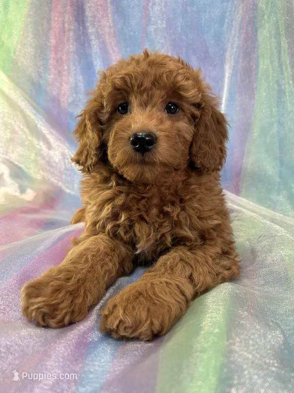 Male Mini goldendoodle 2277  – Miniature Goldendoodle puppy for sale in Joice, IA