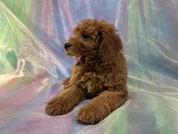 Male Mini goldendoodle 2277 , a male Miniature Goldendoodle for sale in Joice, IA – Photo 4 of 9
