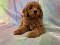 Male Mini goldendoodle 2277 , a male Miniature Goldendoodle for sale in Joice, IA – Photo 8 of 9